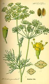 Dill Wikipedia The Free Encyclopedia Herbs Plants How To Grow Dill