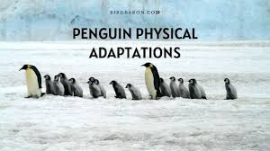 Their bodies are streamlined to reduce drag in water. Penguin Physical Adaptations How Do They Survive Bird Baron