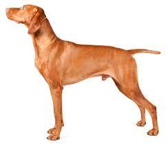 Regarding whippets, he loves to take 'em down! Pin On Running Dog Breeds