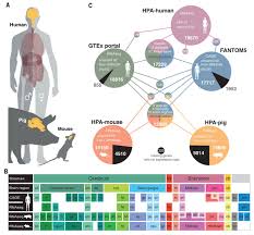 Human protein atlas image classification. An Atlas Of The Protein Coding Genes In The Human Pig And Mouse Brain Science