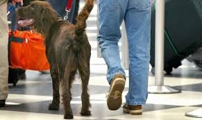 Emotional support animal in illinois: Alaska Airlines Putting End To Emotional Support Animals On Flights