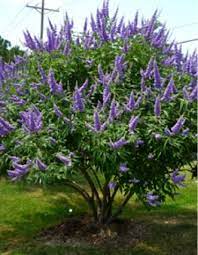 Vitex Aka Chaste Tree Texas Landscaping Plants Vitex Tree