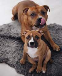 pin on dog