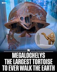 Image result for Megalochlamys