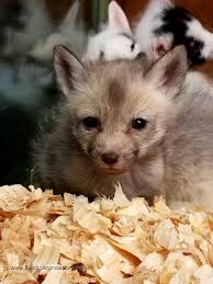 Pin On Exotic Pets
