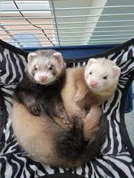 580 Ferrets Are Luv Ideas In 2021 Cute Ferrets Ferret Pet Ferret