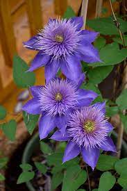 We did not find results for: Multi Blue Clematis Clematis Multi Blue In Vancouver Victoria Burnaby Penticton Coquitlam British Columbia Bc At Gardenworks