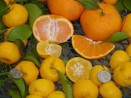 Deadly citrus greening disease is on the move. Calamondin