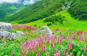 For those starting the trip to valley of flowers from delhi; Badrinath Tour With Valley Of Flower Package Badrinath