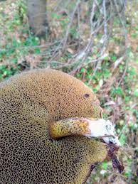 Image result for Suillus punctipes