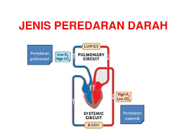 Sel darah merah mempunai sebagai. Bab 2 Peredaran Darah Dan Pengangkutan Ppt Download