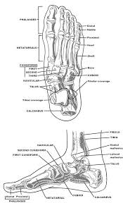 Anatomy Drawing Medical Foot Bone Structure Chart