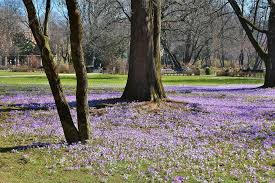 Der neue botanische garten, von dem hier die rede ist, schließt nördlich an den nymphenburger park mit einer fläche von ca. Alter Botanischer Garten Munchen Kostenloses Foto Auf Pixabay