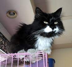 We did not find results for: Animalkind Reviews And Ratings Hudson Ny Donate Volunteer Review Greatnonprofits