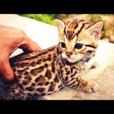 Maybe you would like to learn more about one of these? Schattige Dieren En Twitter Super Cute Http T Co 7c0kljl9uu