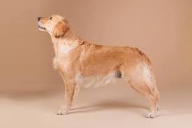 Image result for zlatý retrívr