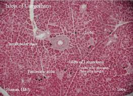 Maybe you would like to learn more about one of these? Endocrine Histology Study Biology Endocrine System Physiology