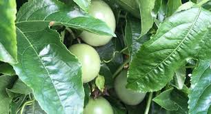 An unripe passion is green and hard with smooth skin. Top Passionfruit Tips