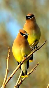 Cedar Waxwing Brown Birds That Look Like Cardinals 23 Beautiful Yellow Cardinal Birds Birds Beautiful Birds Nature Birds