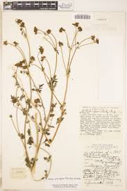 Image result for Emilia subscaposa