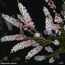 Image result for Tetragonia calycina