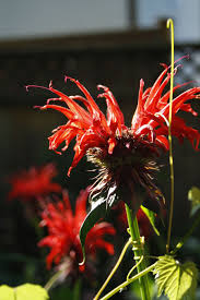 Image result for Monadenium fwambense