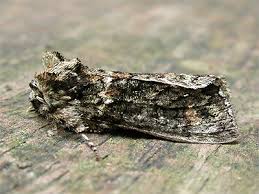 Image result for Polyploca ridens