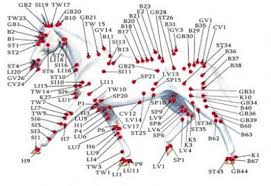 Acupuncture Points Horse Anatomy Acupuncture Animal