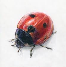 Alexis Demetriades Science Illustration Ladybug On Duralene In 2021 Ladybug Art Prismacolor Art Realistic Art