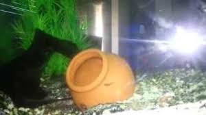 Female blood parrots can lay eggs, just like any other number of fish, but the males of the species are unable to fertilize them. My 20 New Born Babies Parrot Fish Exoun Poly Plakitsa P Youtube