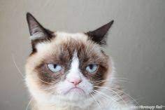 170 Grumpy Cat Blank Ideas Grumpy Cat Grumpy Cats