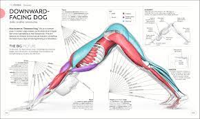 Adho mukha svanasana is one of the most beneficial yoga poses this pose delivers a full body stretch while at the same time lengthens and strengthens your bones and muscles. Science Of Yoga Understand The Anatomy And Physiology To Perfect Your Practice Swanson Ann 9781465479358 Amazon Com Books