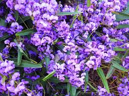 Image result for Hardenbergia