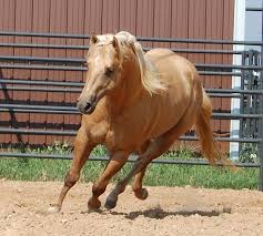 Maybe you would like to learn more about one of these? Palomino Horse Facts With Pictures Horsebreedspictures Com