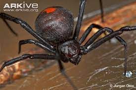 18 Ideias De Black Widow Spider Aracnideos Aranha Tatuagem De Aranha