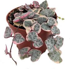 Image result for Ceropegia schultzei
