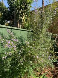 Image result for Freylinia