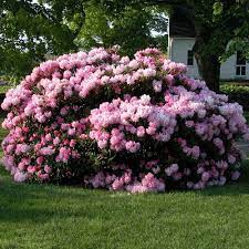 Rhododendron Jane Grant White Flower Farm