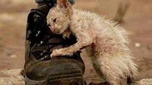 Annulation gratuite sur la plupart des hôtels. Petition M Le Maire De Dreux Que Sont Devenues Les Subventions De Sterilisations Allouees Pour Les Chats Errants De Dreux Change Org