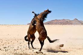 Wild Horses Of The Namib Africa Geographic
