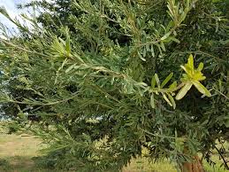 Image result for Boscia matabelensis