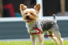 Yorkies are prone to something known as double teeth syndrome. Yorkshire Terrier Dog Breed Information Pictures Characteristics Facts Dogtime