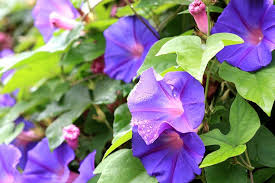 The official music video with new footage of the film morning glory.www.natashafan.comwww.rachelmcadams.org. Ipomoea Purpurea Morning Glory