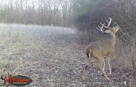 5 Keys To Aging Deer On Trail Cam Photos