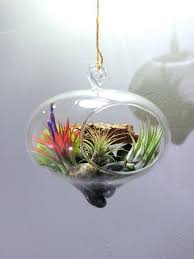 To take care of your air plant, simply spray with water a few times a week. 5 Diy Cute Ideas To Display Your Air Plants The Herb Cottage