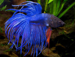 It is the demon king that you prevented from being completely revived in path b of the forgotten sanctuary. Aquarium Fish World Photos Facebook