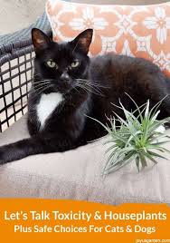 Toxicity And Houseplants Safe Choices For Cats And Dogs Houseplants Safe For Cats Cat Plants Houseplants