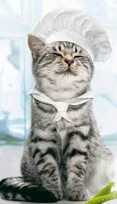 صور قطط باقة مختارة من أروع و أجمل القطط مع خلفيات Hd Cute Cats Kittens Cutest Cute Animals