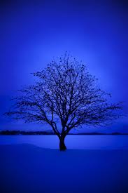 12 365 Blue Winter Blue Wallpapers Blue Aesthetic Beautiful Nature