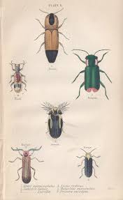 Insects Scientific Illustration Nature Illustration Illustration